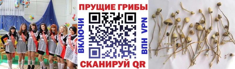 где можно купить   нарко площадка состав  Псилоцибиновые грибы Psilocybe  Нижний Новгород 